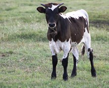 2017 Lacie's Janie Bull Calf